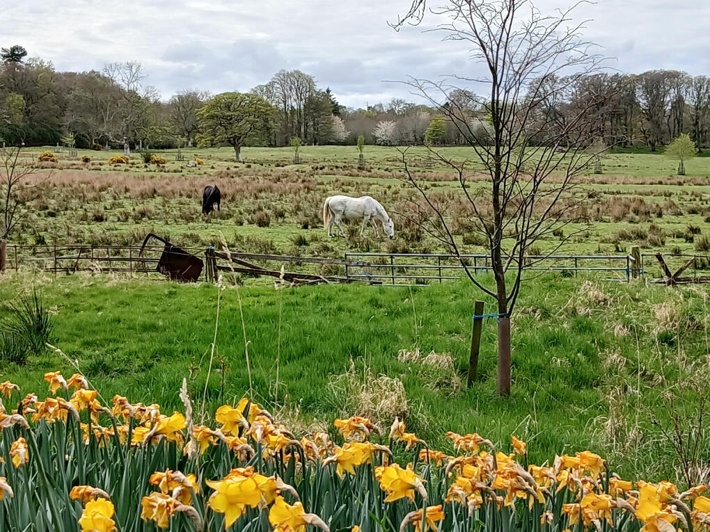 Horses in the countryside