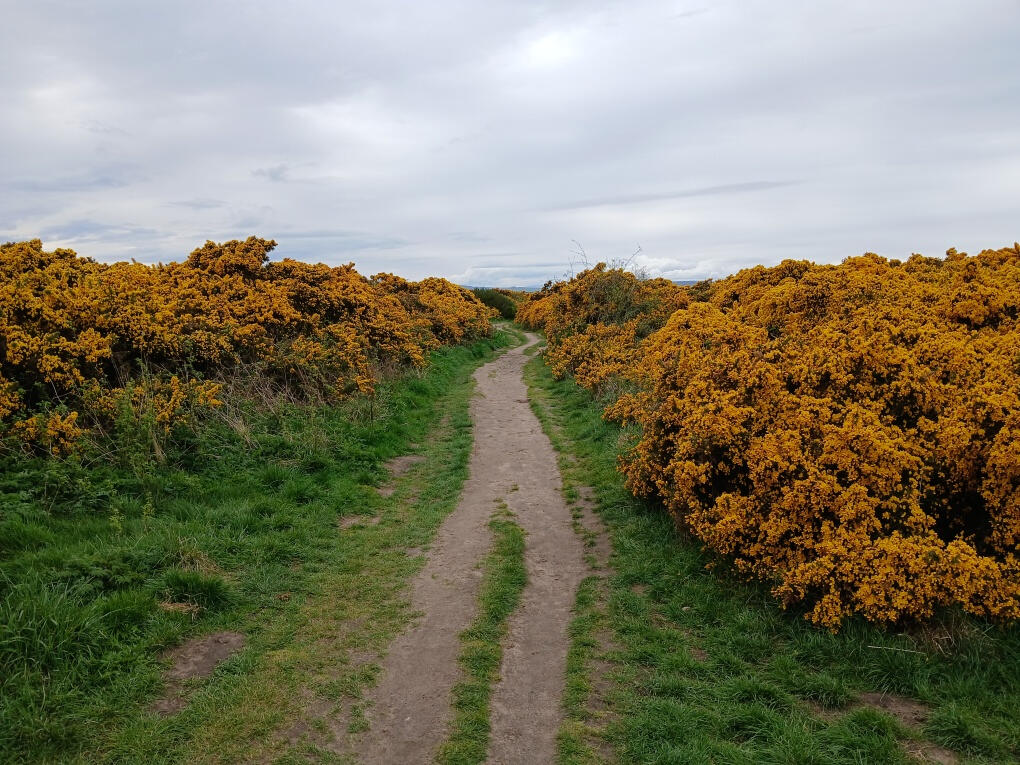 Paths through the gorse