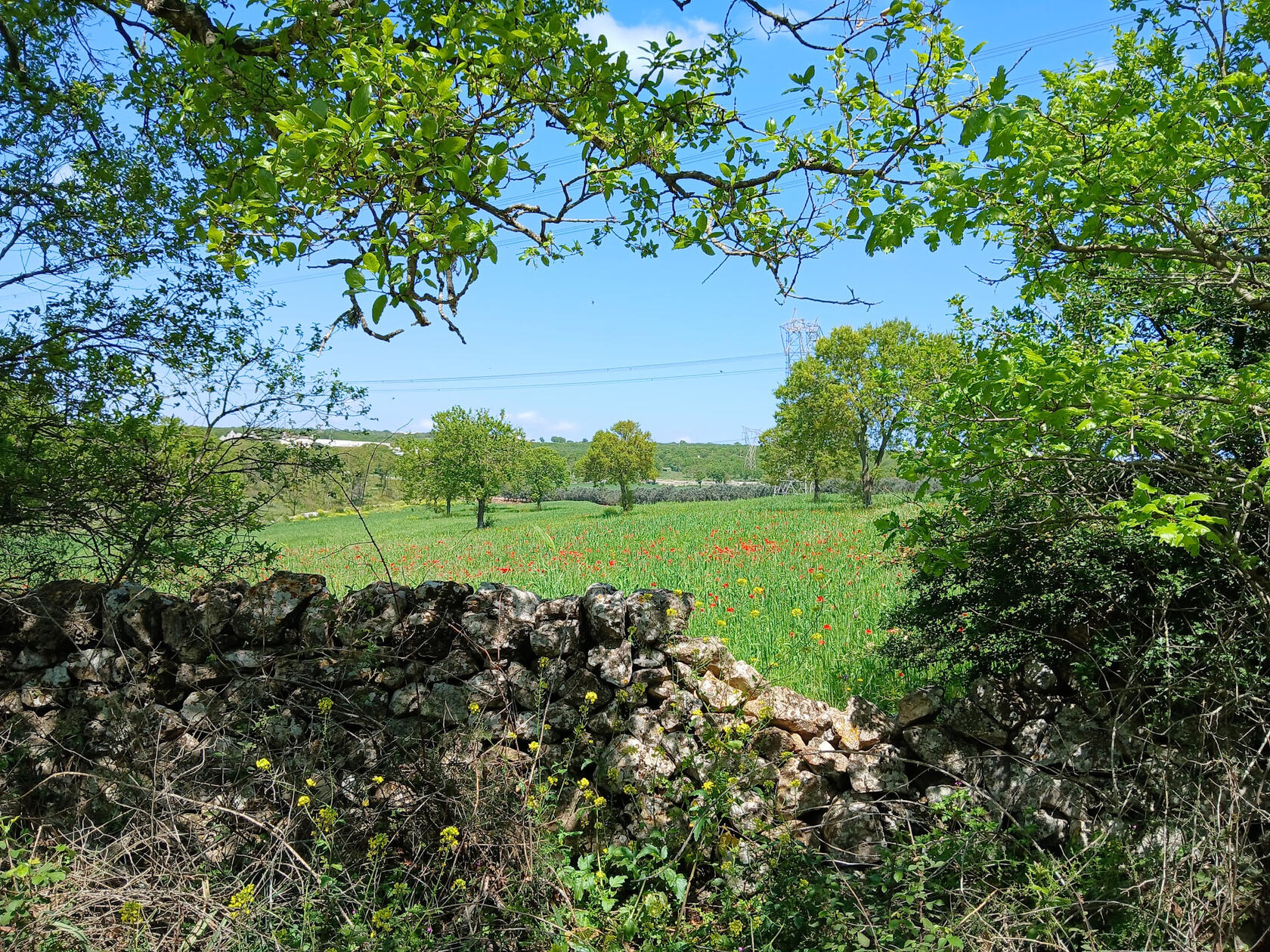 Puglia countryside