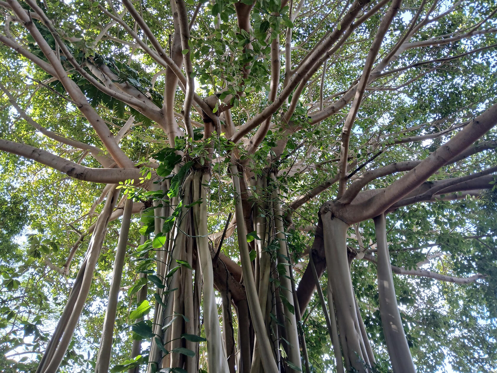 Jungle Tree