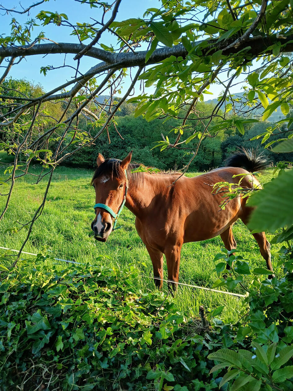 Horse outside Restaurante Arbichera, Cudillero
